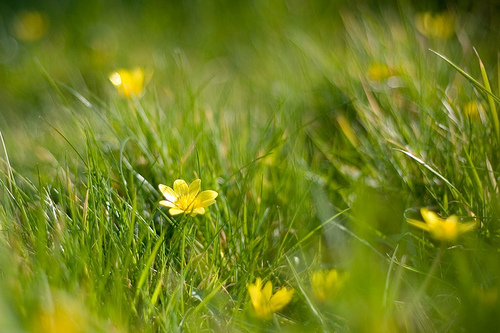 Spring makes a great time for a liver cleansing (Photo Credit: Creative Commons)