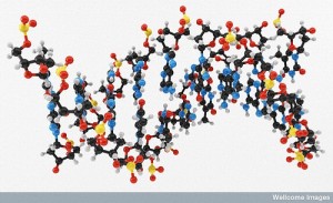 B0007708 Molecular model: DNA